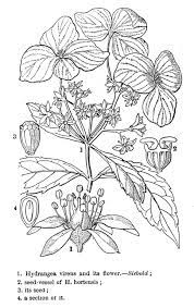 Hydra569 Gif 484 768 Pixels Hydrangea Bloom Hydrangea Coloring Pictures