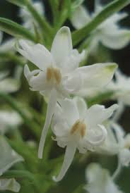 Image result for Habenaria kilimanjari