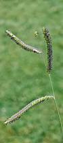 Image result for Paspalum plicatulum