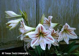 Image result for Hippeastrum sp. cultivars