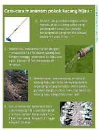 Resep 'bubur kacang hijau' paling teruji. Cara Menanam Pokok Kacang Hijau Wannura