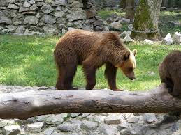 Gradina zoologica timisoara a fost deschisa publicului timisoarean, in anul 1986. Ziua PorÅ£ilor Deschise La GrÄdina ZoologicÄ Din Timisoara