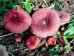 Image result for Russula sp