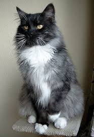 Black And White Tabby Cat Kitten Patchwork Maine Coons White Tabby Cat Tabby Cat Pretty Cats
