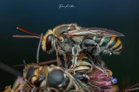 Image result for Lipotriche pungens