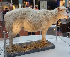 In This Lesson Students Will Investigate The History Of Cloning Animals And Analyze The Pros And Cons Of Cloning Both Animals And Plan Animals Scientist Clone