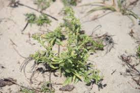 Image result for Vahlia dichotoma