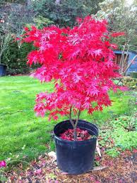 Acer Palmatum Pixie Japanese Maple Tree Potted Trees Japanese Garden