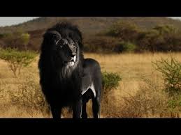 It is a social species, forming groups called prides. Is The Black Lion Real Youtube