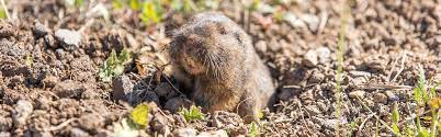How to deal with gophers humanely & naturally. How To Get Rid Of Gophers Updated For 2021 Pests Org