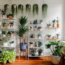 We did not find results for: Keep Indoor Plants Alive With Tips From Botanic Designer Jarema Osofsky Architectural Digest