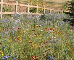 How long does it take for wildflower seeds to germinate? What To Expect From Your Wildflower Garden Applewood Seed Company