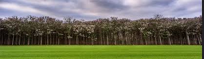 Rapid growth of paulownia, sustainable cultivation, profitable business. Paulownia The Gardens Trust