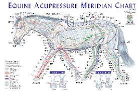 Www Buyamag Com Provide Horse Books Charts Magnetic Massager