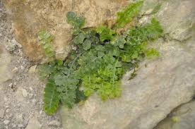 Image result for Asplenium uhligii