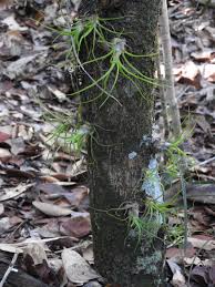 Image result for Bulbostylis clarkeana