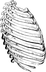 We did not find results for: Ribs Side Rib Cage Free Vector Graphic On Pixabay