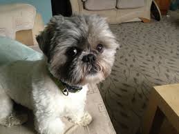 Cute Boy Shih Tzu Shih Tzu Haircuts Shih Tzu Grooming Shih Tzu Puppy