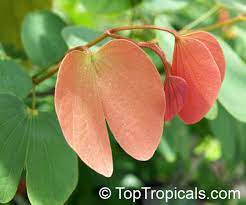 Mist with a hose, or run a sprinkler line up into the tree. Bauhinia Pottsii Orchid Tree Toptropicals Com