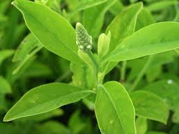 Image result for Sphenoclea zeylanica