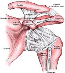 The shoulder joint is formed the rotator cuff is a collection of muscles and tendons that surround the shoulder, giving it. Glenohumeral Joint Anatomy Stabilizer And Biomechanics Shoulder Elbow Orthobullets