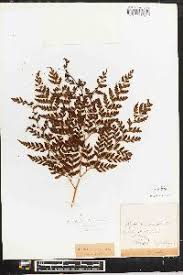 Image result for Arachniodes webbiana