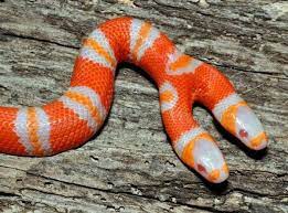 Animal Of The Week Two Headed Albino Milk Snake Milk Snake Rare Animals Weird Animals