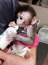 Maybe you would like to learn more about one of these? Kingwood Monkey An Online Hit But Animal Experts Fear She Is Doomed To A Life Alone