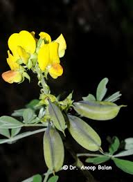 Image result for Crotalaria