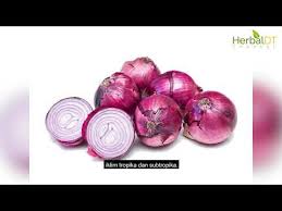 Tentu saja dalam menanam bawang merah diperlukan panduan yang tepat. Bawang Merah Episod 80 Khasiat Bawang Merah Yang Dapat Mencegah Kanser Youtube