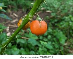 Image result for Solanum aculeatissimum