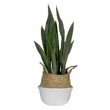 Next day delivery and processing. Amazon Com Fauxliage Faux Green Sanseviera Snake Plant 27 Lifelike Artificial Leaves In A Handmade Seagrass Belly Fake Plants Decor Artificial Plants Plants