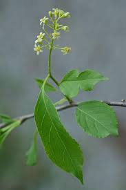 Image result for Celastraceae