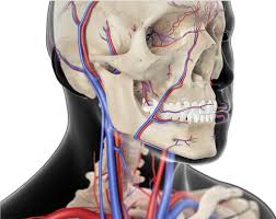 Each internal carotid artery ascends the neck, passing approximately 3 mm anterior to the atlas (usually just medial to the region of the lateral mass in front of the c1 foramen of the transverse process) the external carotid artery arises from the common carotid artery in the midcervical region. Carotid Artery Disease Gary Maytham