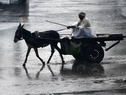 Cost to get a passport for the first time. Pakistan To Export Donkeys To China To Earn Foreign Exchange Pakistan Gulf News