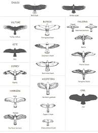 Bird Of Prey Tattoo Sleeve Raptors Bird Of Prey Tattoo Eagle Tattoos Birds Tattoo