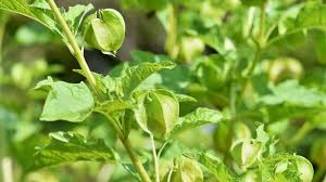 Temukan 100.000 pilihan gambar daun menakjubkan, unduh gratis gambar daun bidara & kelor. 7 Manfaat Buah Ciplukan Untuk Kesehatan Yang Jarang Disadari Kaya Kandungan Gizi Hot Liputan6 Com