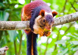 Did You Know There Are Rainbow Colored Squirrels In India Animals Weird Animals Animals Beautiful