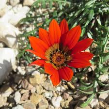 Image result for Gazania krebsiana
