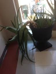 Aloe vera plants (aloe barbadensis var. How Do I Prune This Very Large Aloe Plant 340471 Ask Extension