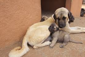 Königsrasse corc line kangal kangal welpen corc line Geparde Die Bedrohten Sprinter Afrikas Serengeti Stiftung