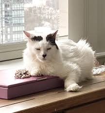 Meet adoptable cats and kittens from your community, lovingly cared for right here at your. Pets For Adoption At Posh Pets Rescue In Long Beach Ny Petfinder