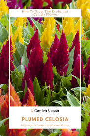 Pin On Gardening For Beginners