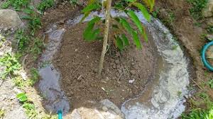 Manakala pembajaan perlu diberikan secara teratur. Cara Memberi Baja Dan Air Pada Tanaman Anak Pokok Durian Di Musim Kemarau Youtube
