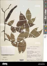 Image result for Bobgunnia