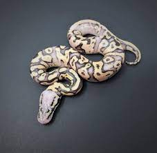 Pin On Sneks