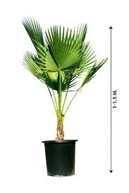 Image result for Washingtonia robusta