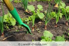 Проверьте произношение, синонимы и wer sich einen größeren garten wünscht, kann den hof oder den blumengarten umgraben oder auch land. Boden Im Herbst Umgraben Ist Das Wirklich Notwendig Hausgarten Net