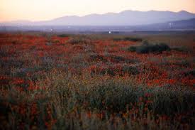 We did not find results for: Coronavirus In California Newsom Orders Beaches Closed The New York Times