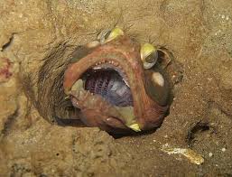 Fringehead in a plastic tube. Sarcastic Fringehead Aggressive Big Mouth Animal Pictures And Facts Factzoo Com